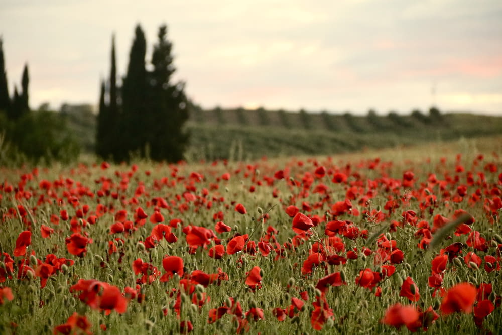 campo di fiori rossi durante il giorno
