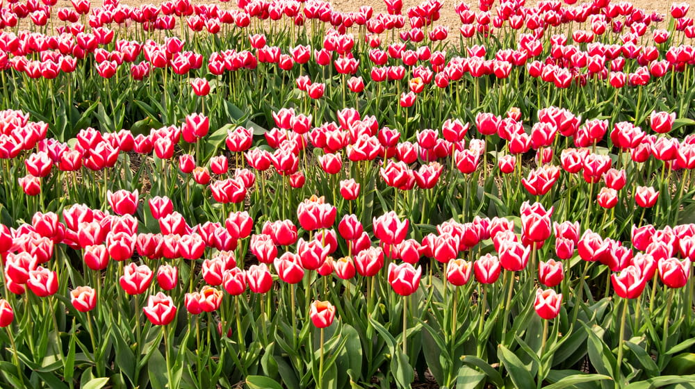 Campo de tulipanes rojos durante el día