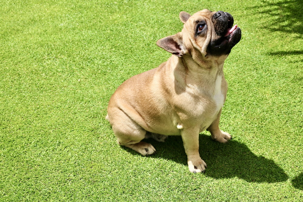 fawn pug sitting on green grass field during daytime
