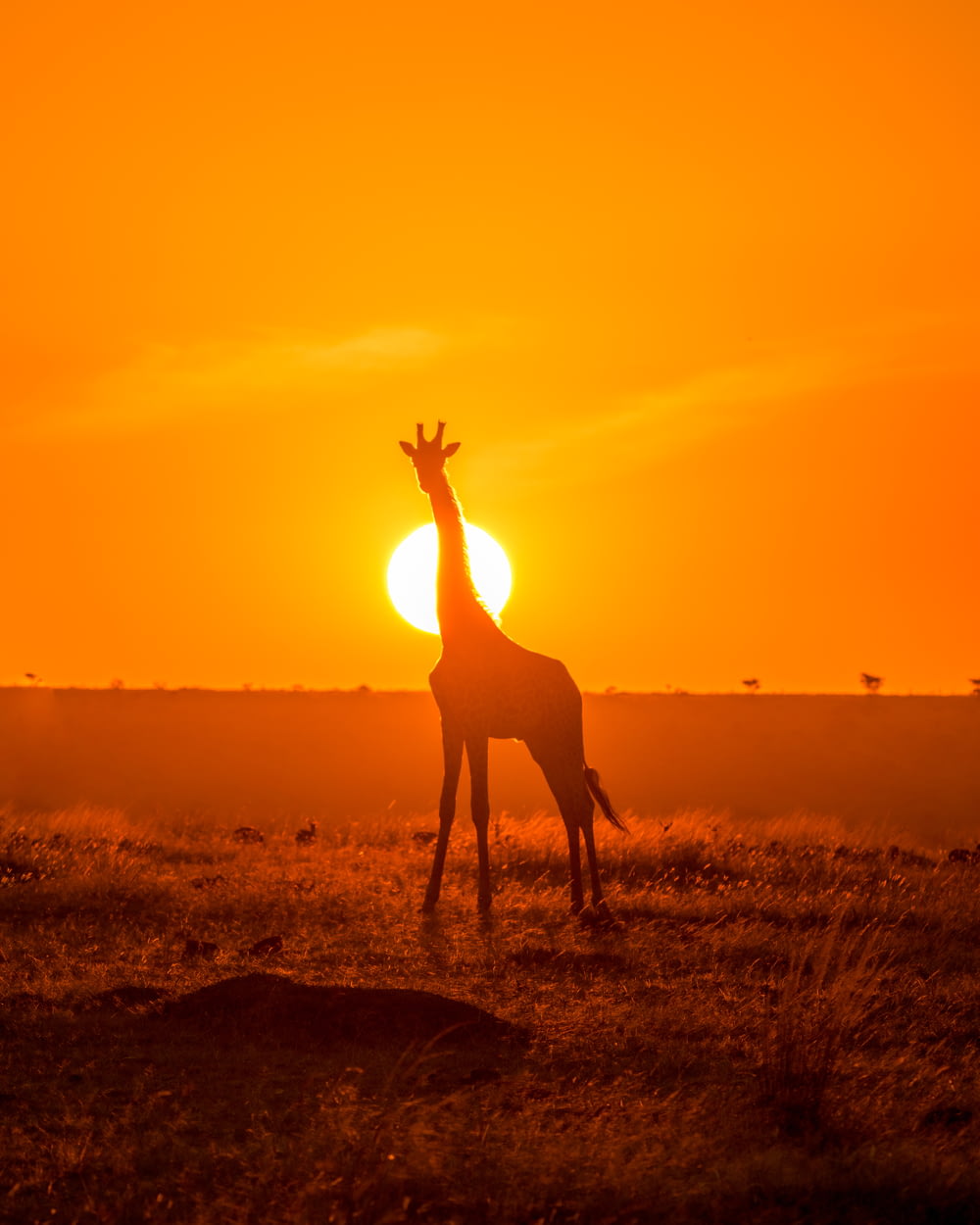 Silueta de jirafa en campo marrón durante la puesta de sol
