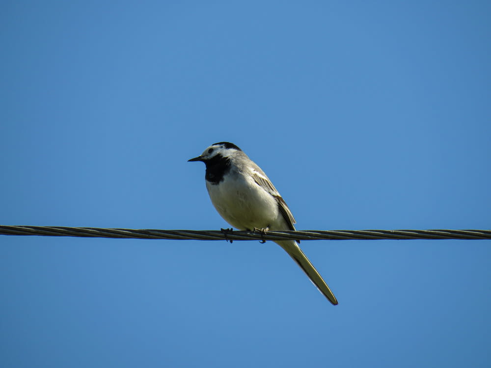 white and black bird on brown wooden stick during daytime