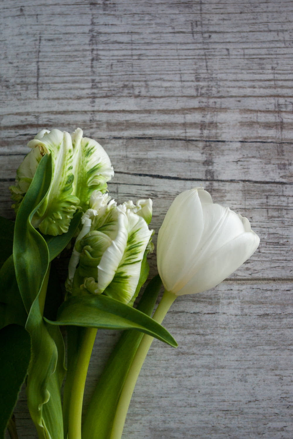 tulipani bianchi su superficie di legno grigia