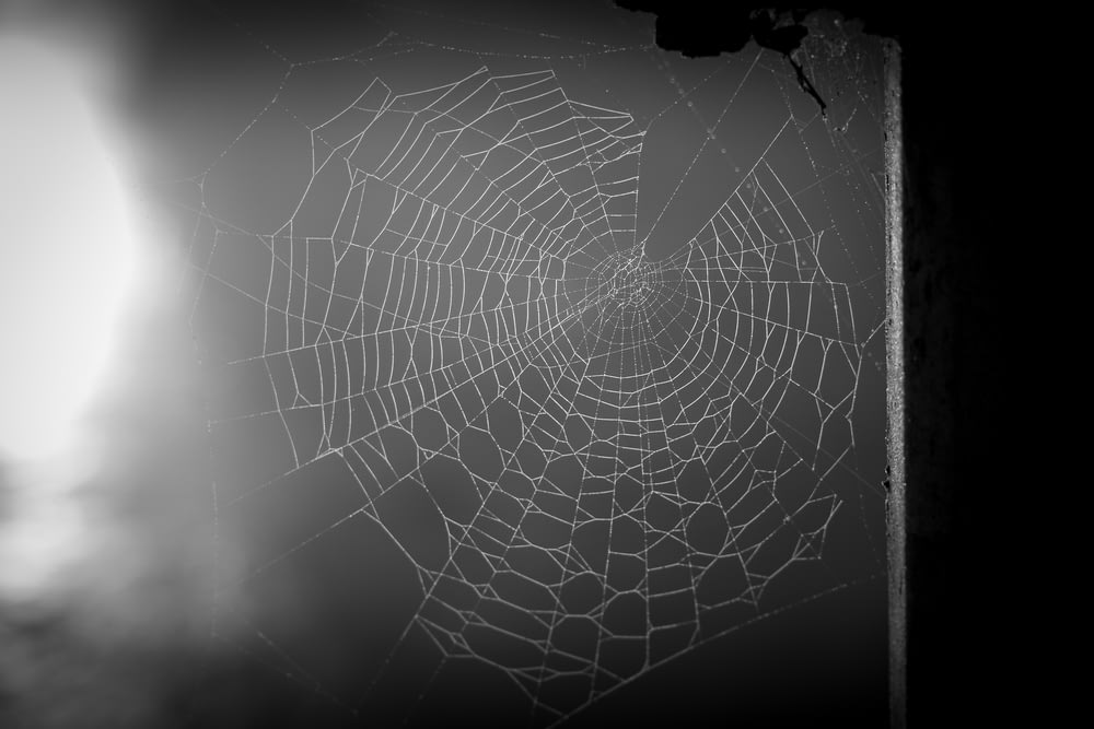 spider web in grayscale photography