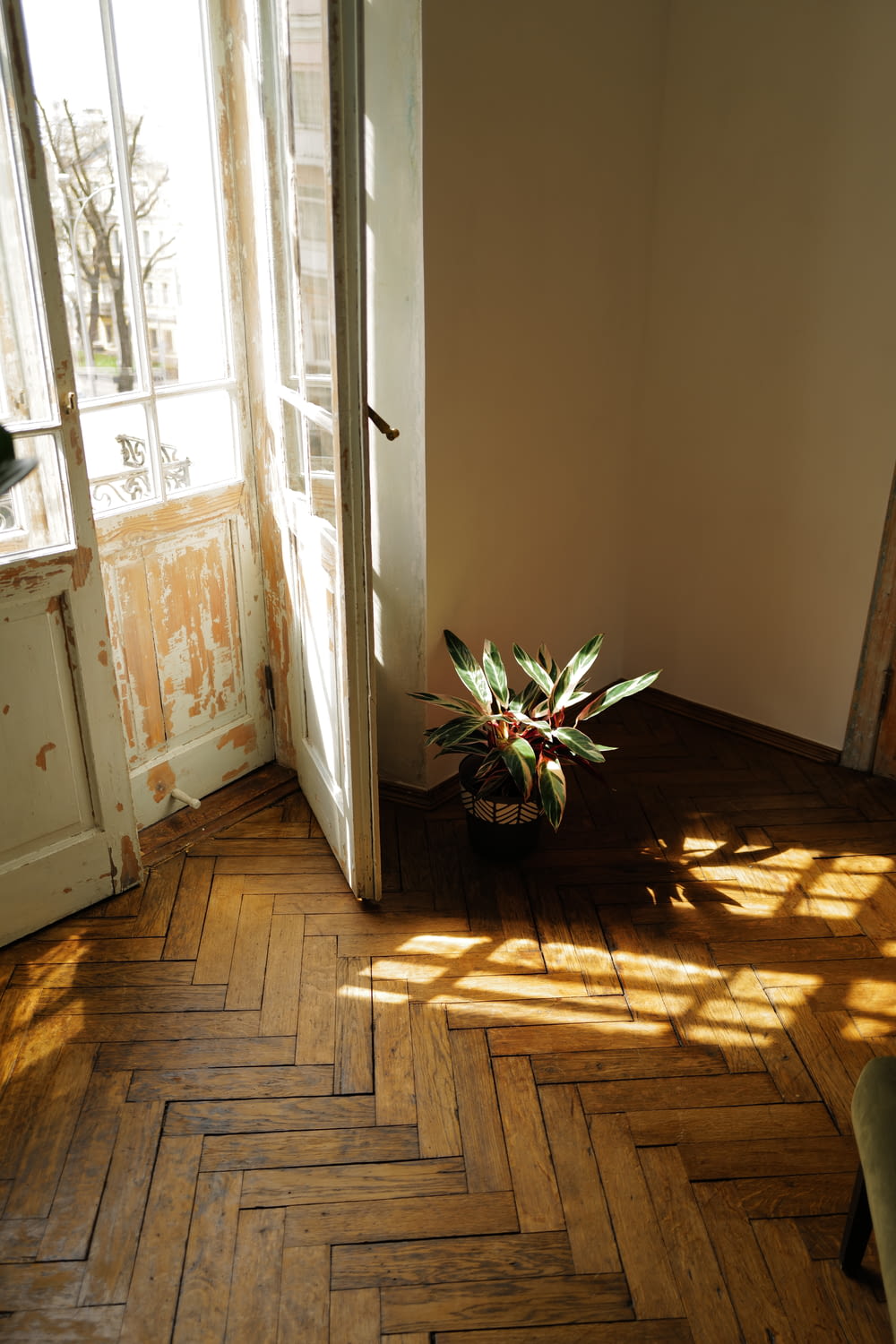 green plant on brown wooden floor