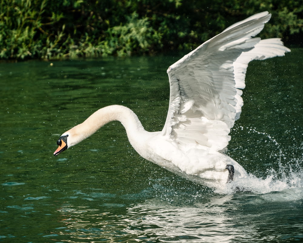 white swan on water during daytime