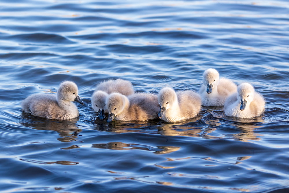 white ducklings on water during daytime