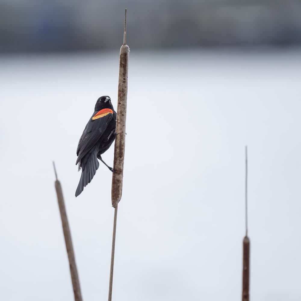 black and orange bird on brown stick
