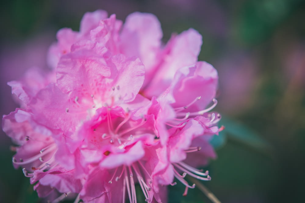 pink flower in macro lens