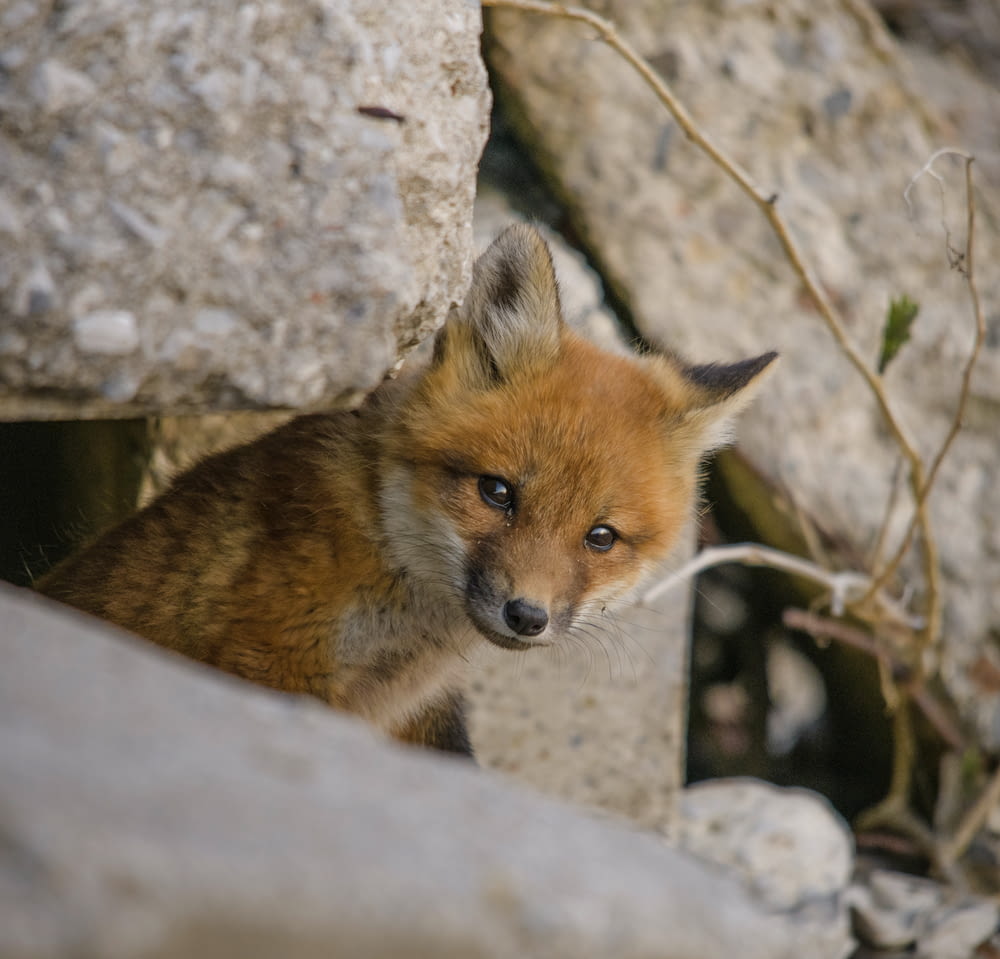 brown fox on gray rock
