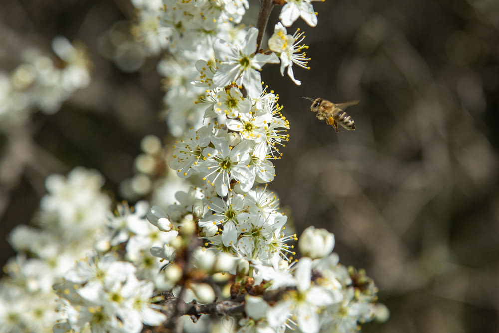 honeybee perched on white flower in close up photography during daytime