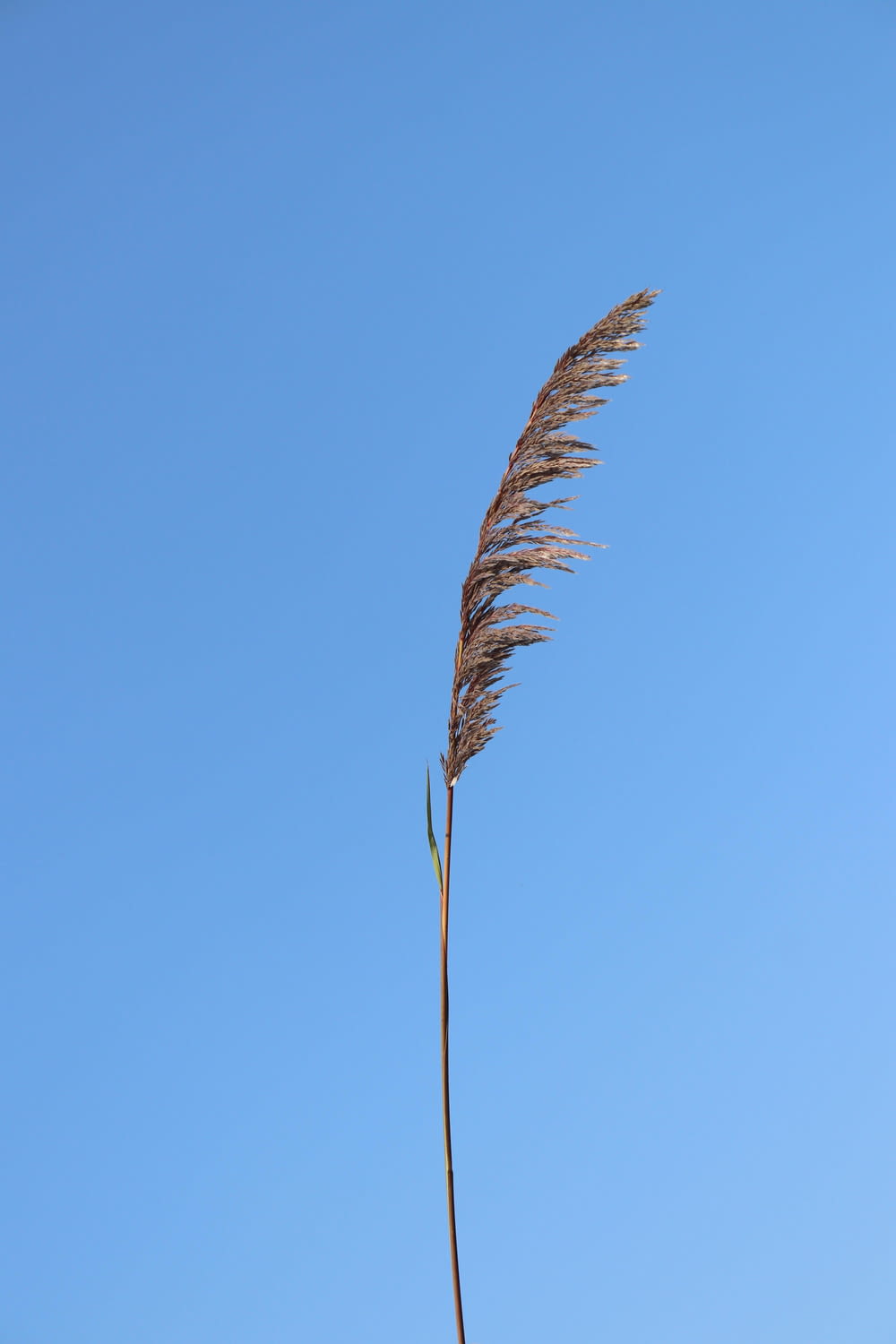 brown leaf under blue sky during daytime