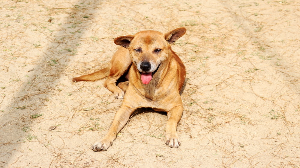 brown short coated dog lying on ground