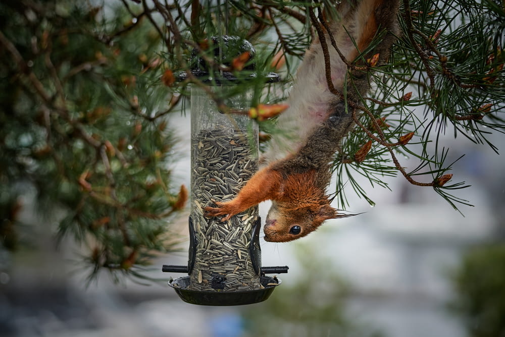 brown squirrel on black bird feeder