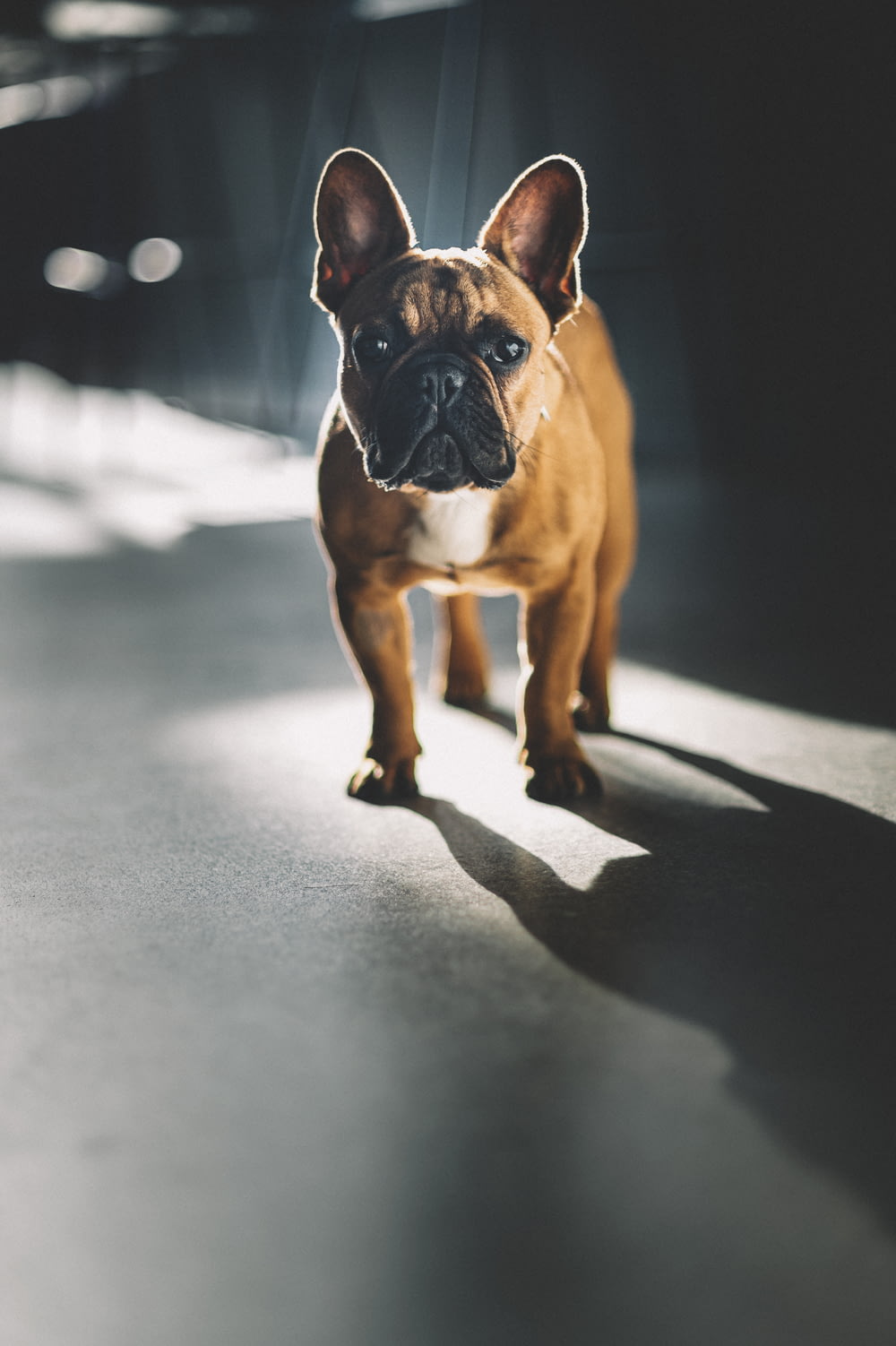 brown and white short coated dog on gray concrete floor
