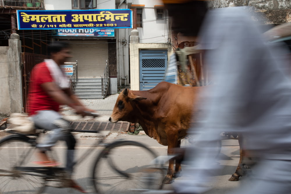 man in red shirt riding bicycle with brown cow