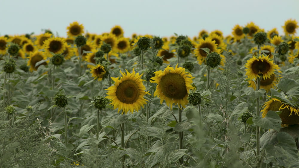 sunflower field under white sky during daytime