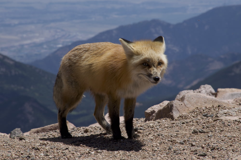 brown fox on gray rock during daytime