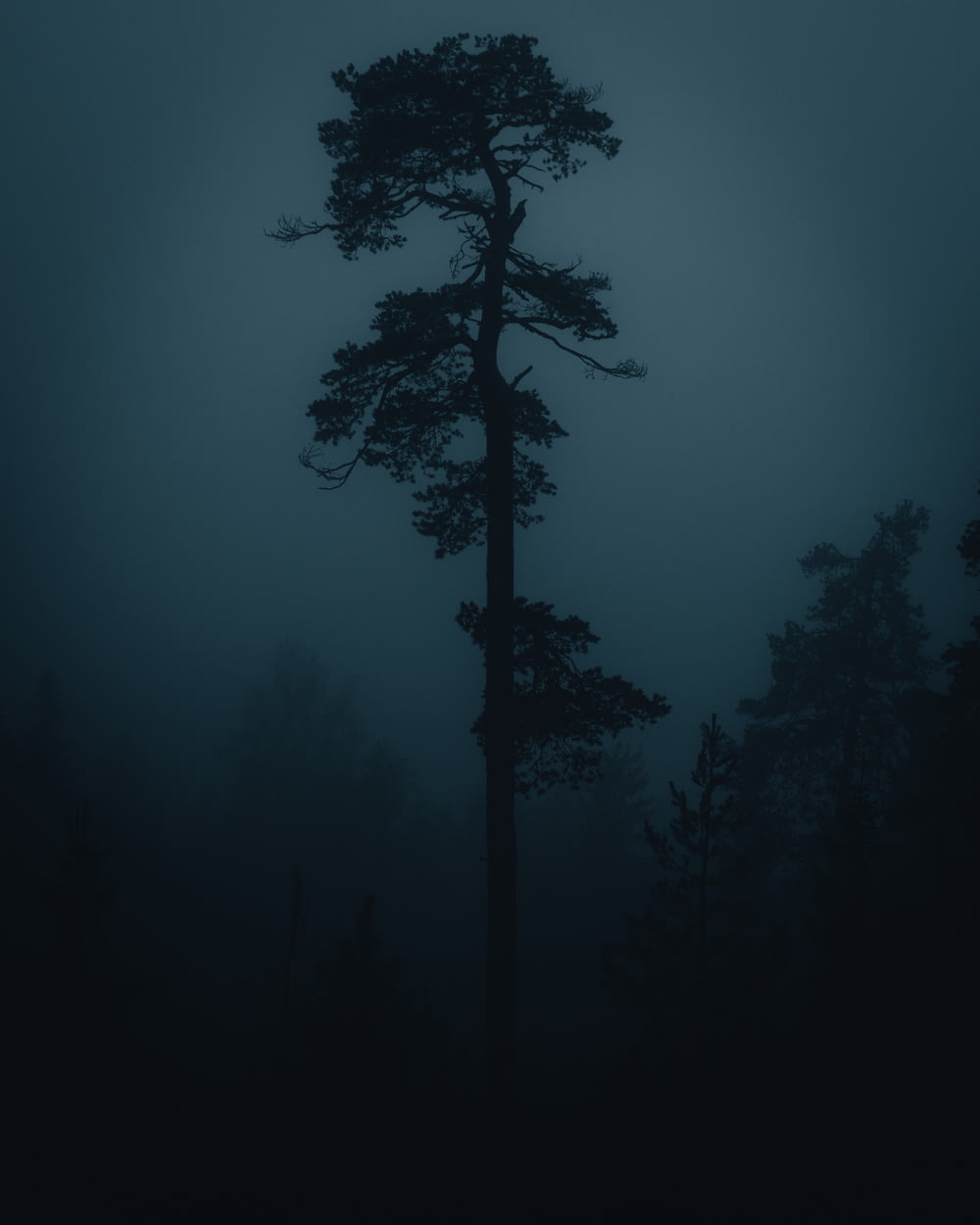 silhueta da árvore durante a noite