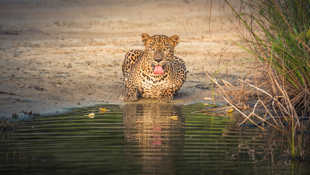 Leopard tagsüber im Wasser