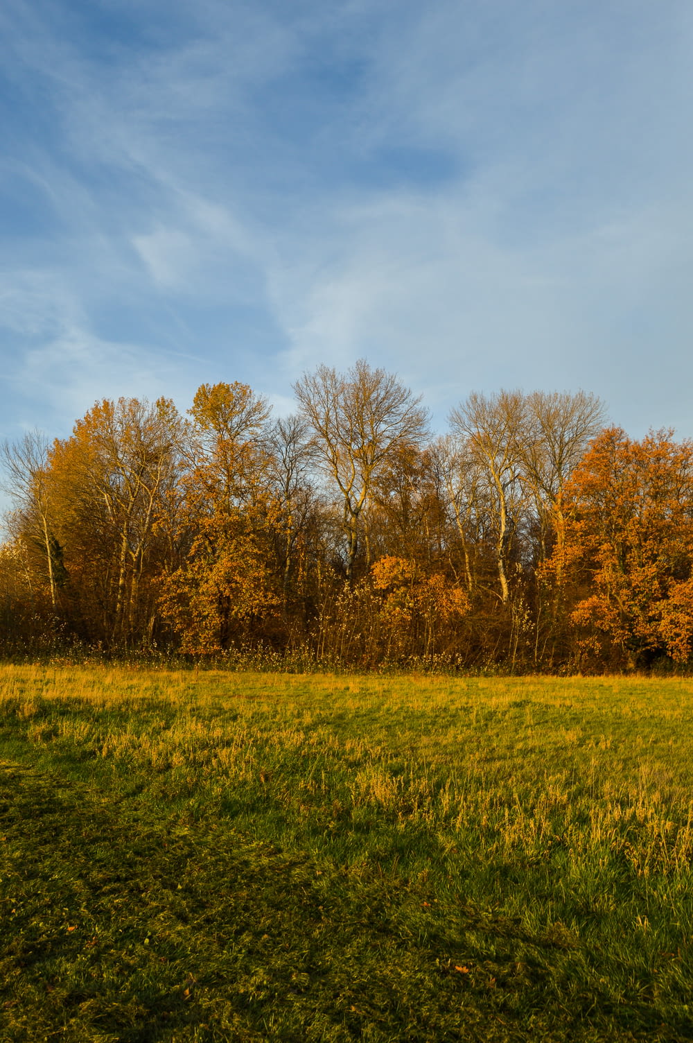 árvores marrons no campo de grama verde sob o céu azul durante o dia