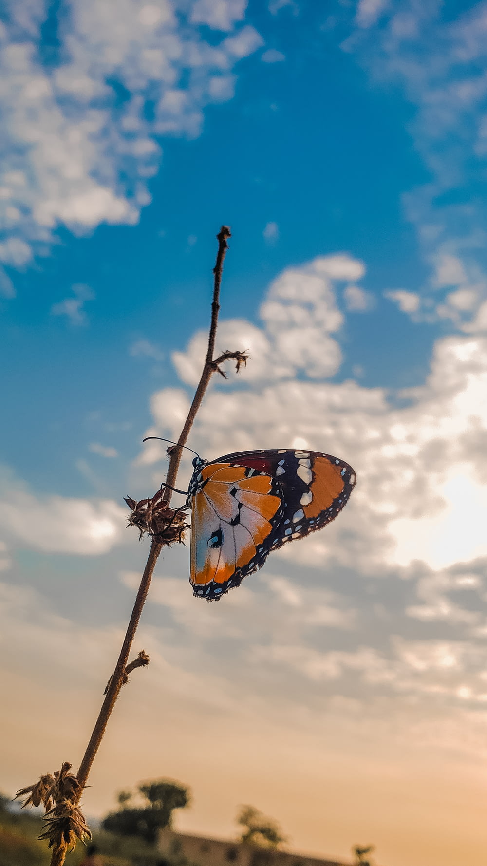 brown and black butterfly on brown stem under blue and white cloudy sky during daytime