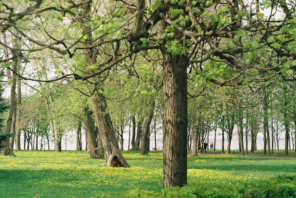 Champ d’herbe verte avec des arbres