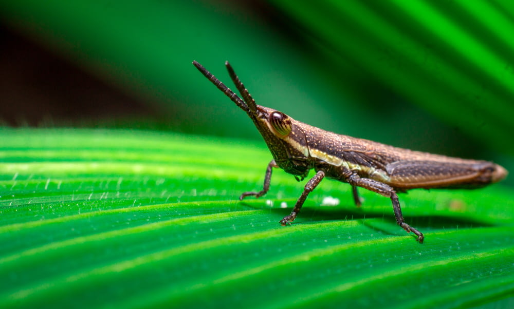 brown grasshopper on green leaf