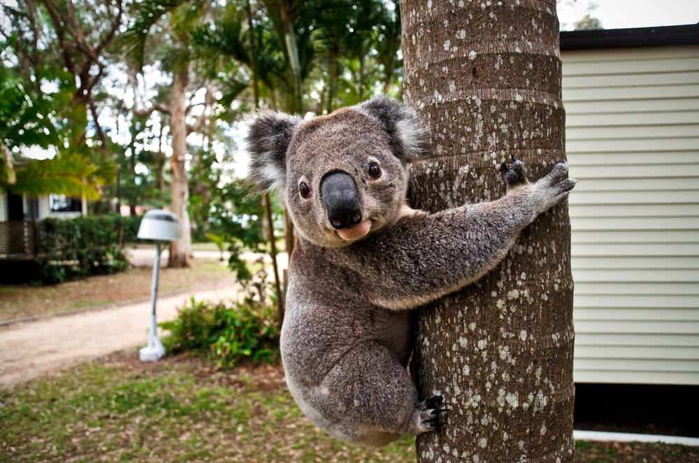 urso coala na árvore marrom durante o dia