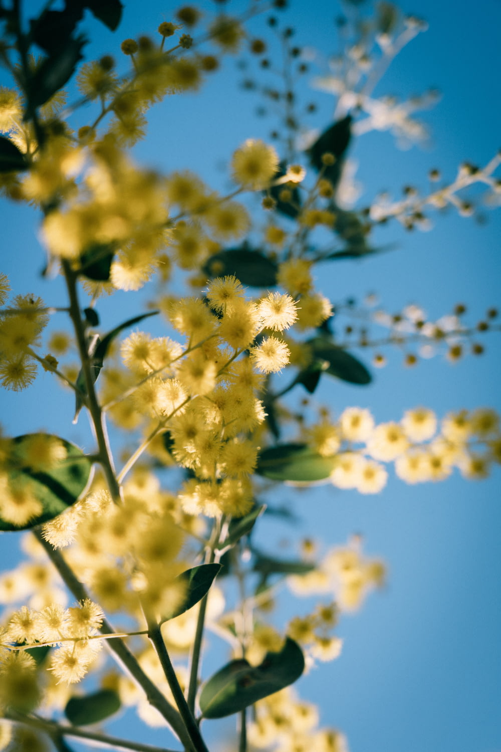 gelbe Blüten unter blauem Himmel tagsüber