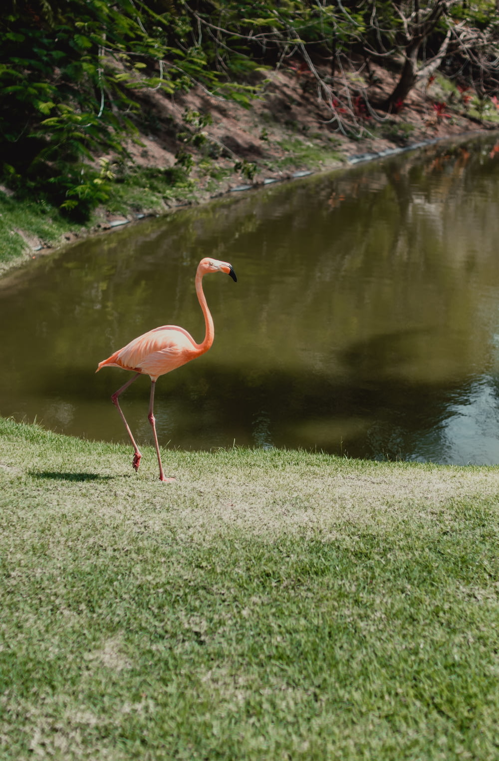 pink flamingo on green grass near lake during daytime