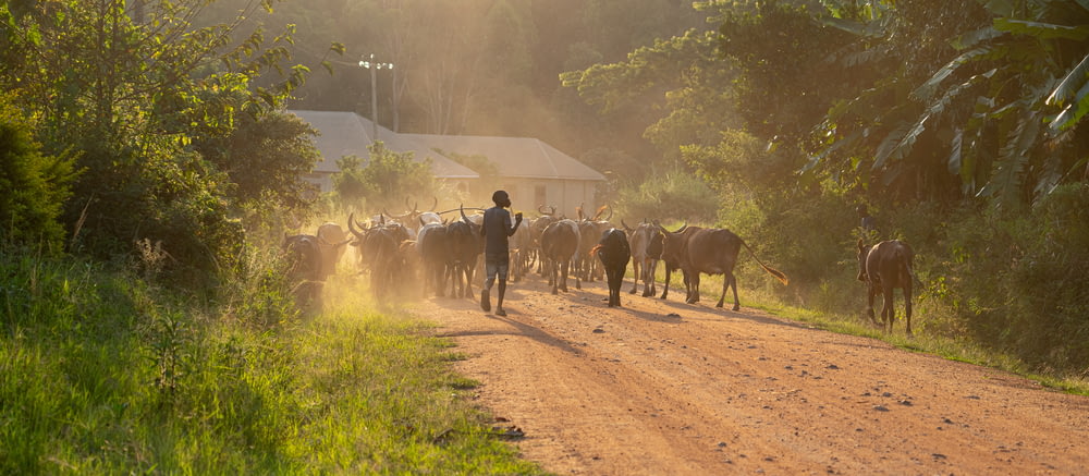 people walking on dirt road with horses during daytime