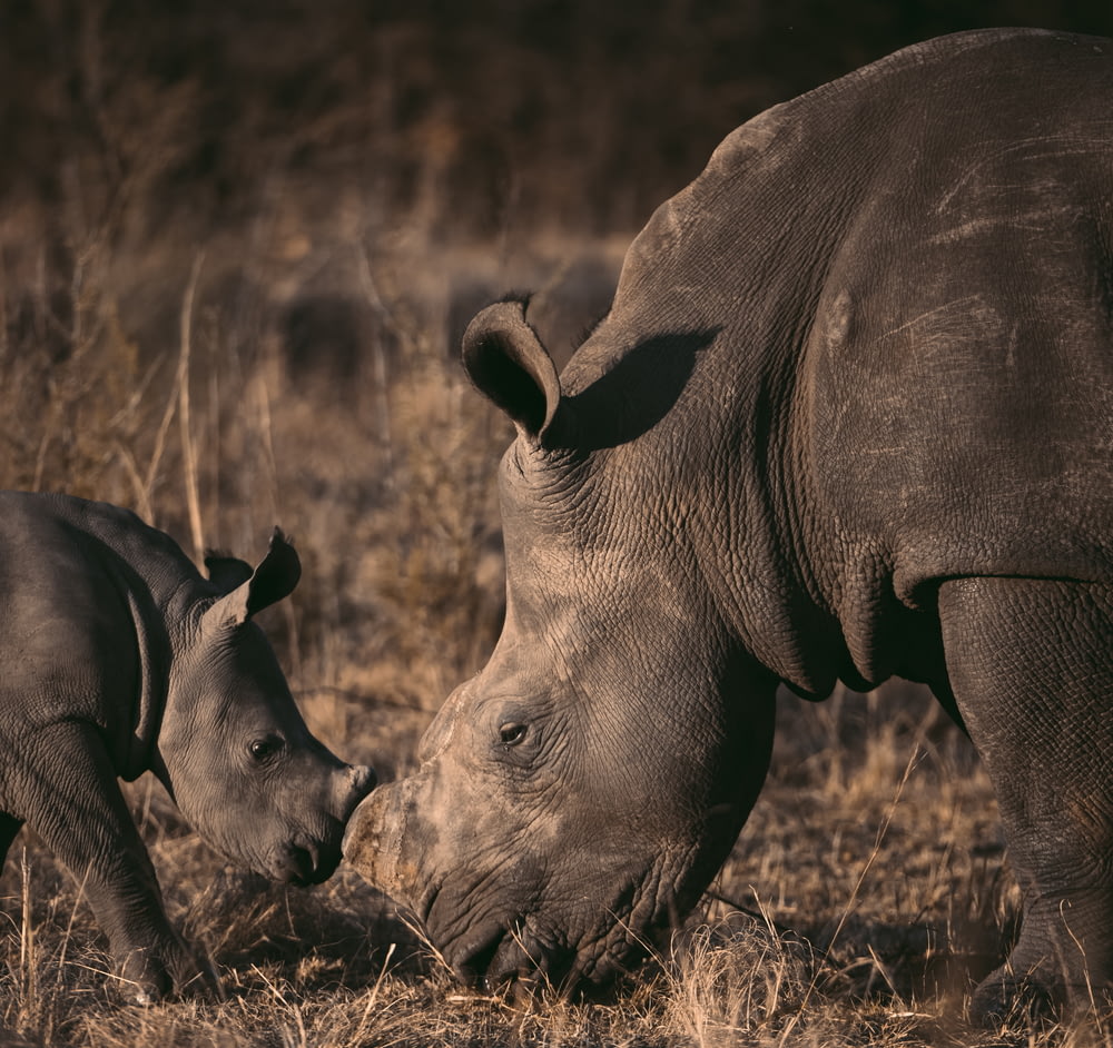 gray rhinoceros on brown grass field