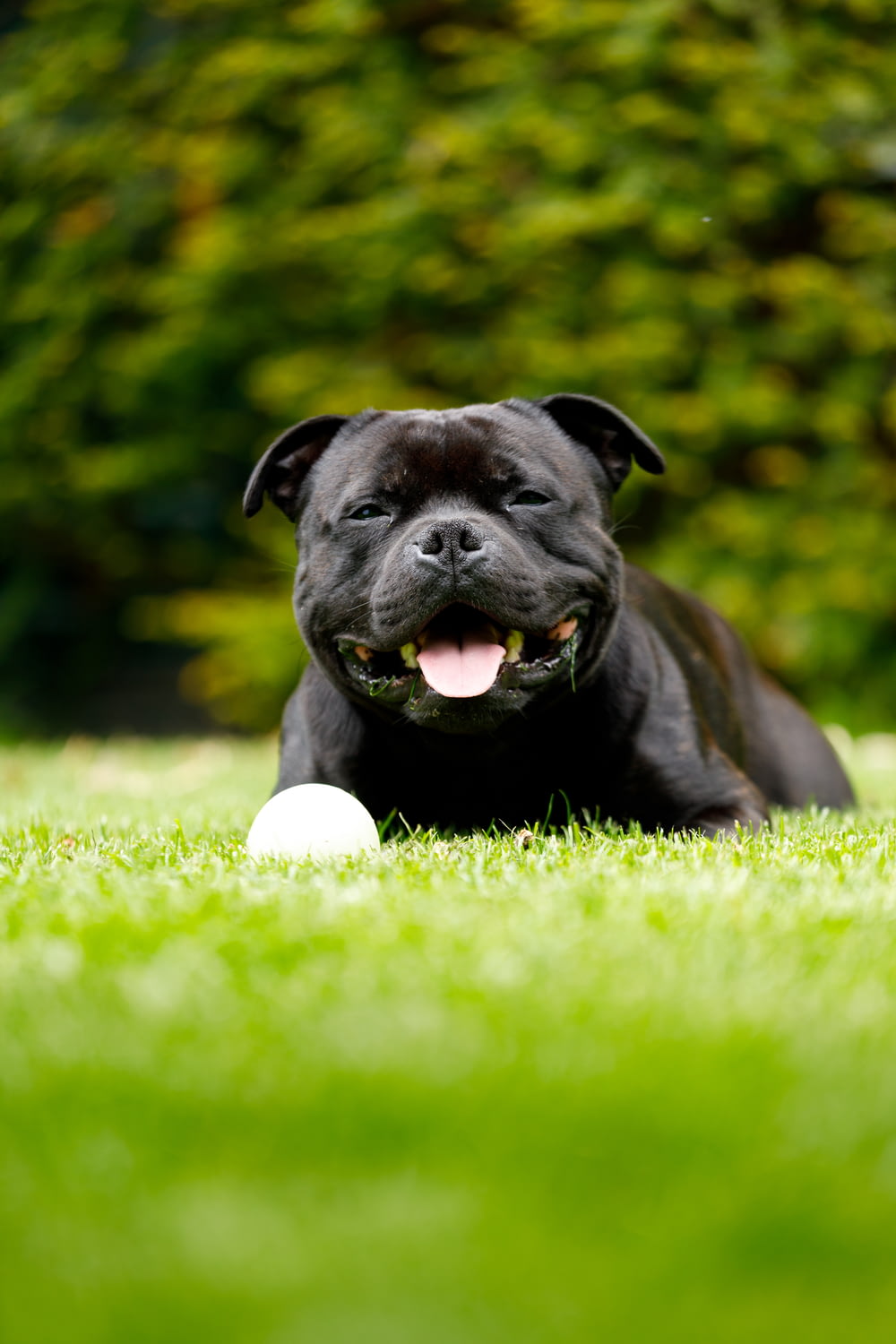 black short coated dog on green grass field during daytime