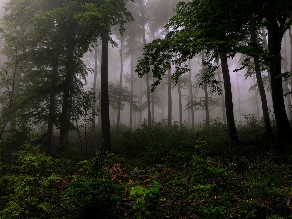 霧の日の森の緑の木々