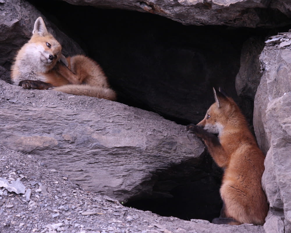 brown fox and brown fox on gray rock