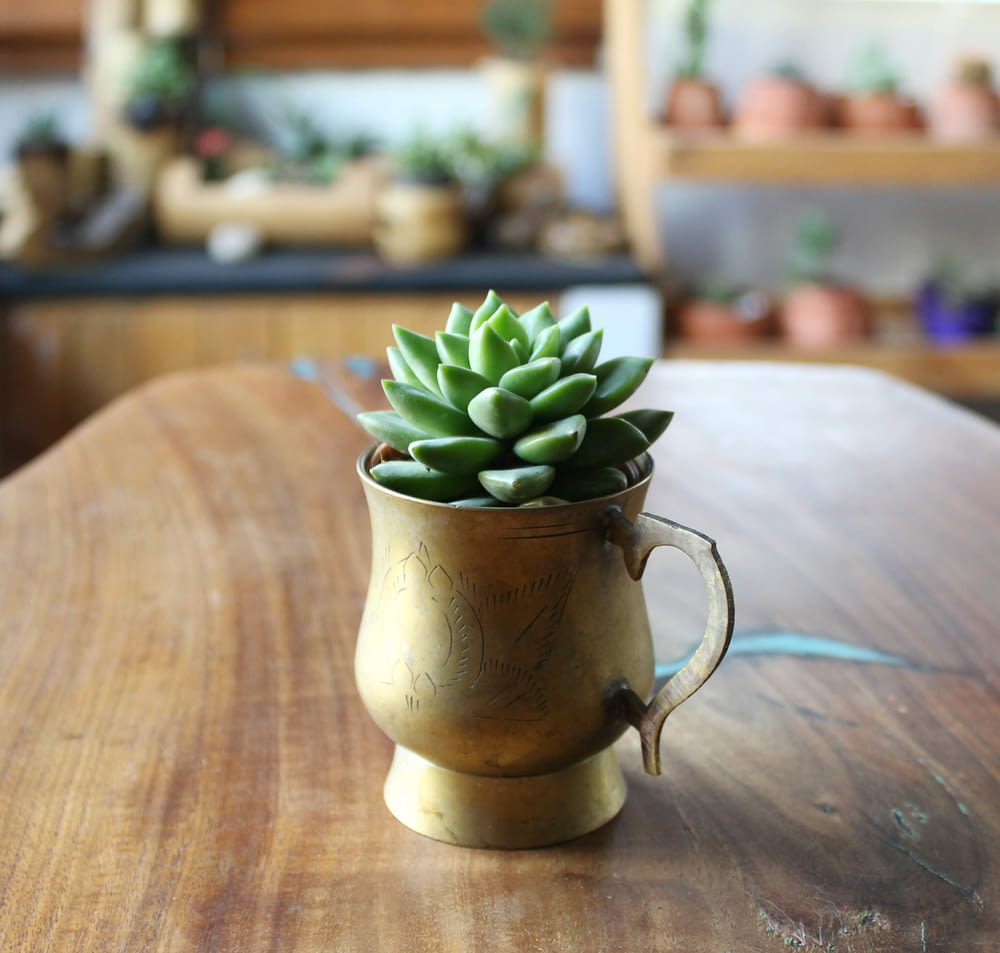 green succulent plant in brown ceramic pot on brown wooden table