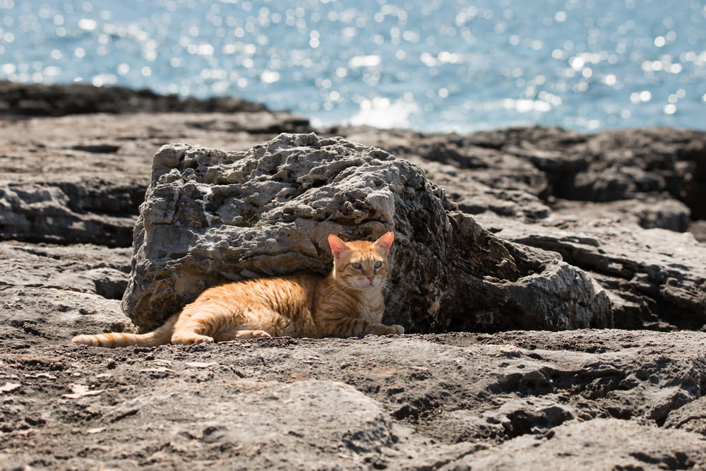 orange tabby cat lying on brown sand near body of water during daytime