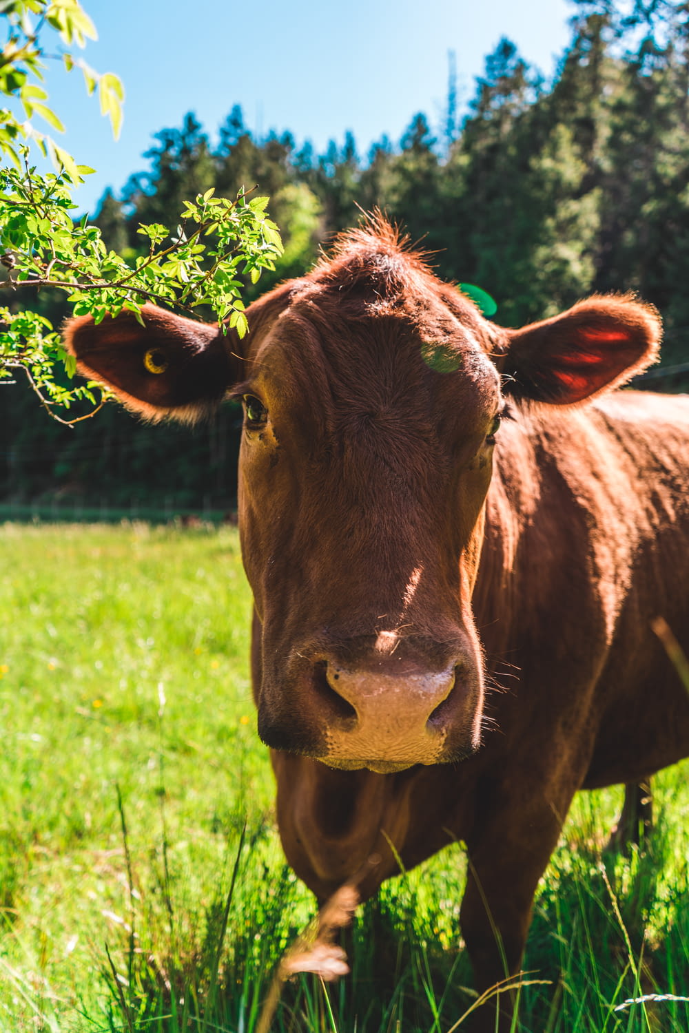 brown cow eating green grass during daytime