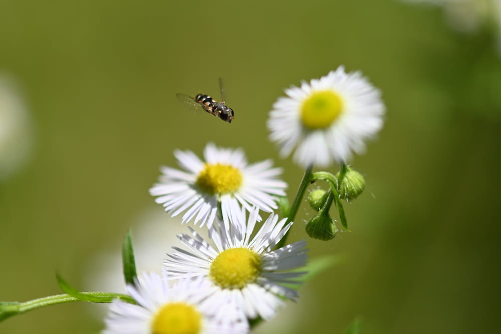 black and yellow bee on white daisy flower