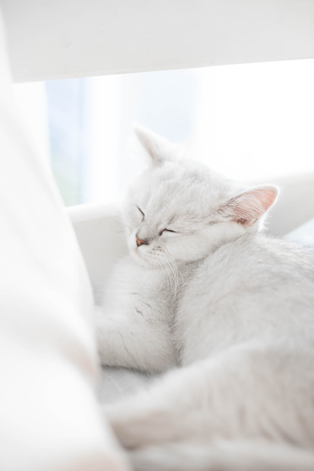 a white cat sleeping on top of a bed