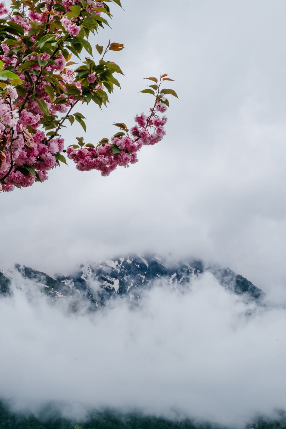 a tree with pink flowers in the foreground and a mountain in the background