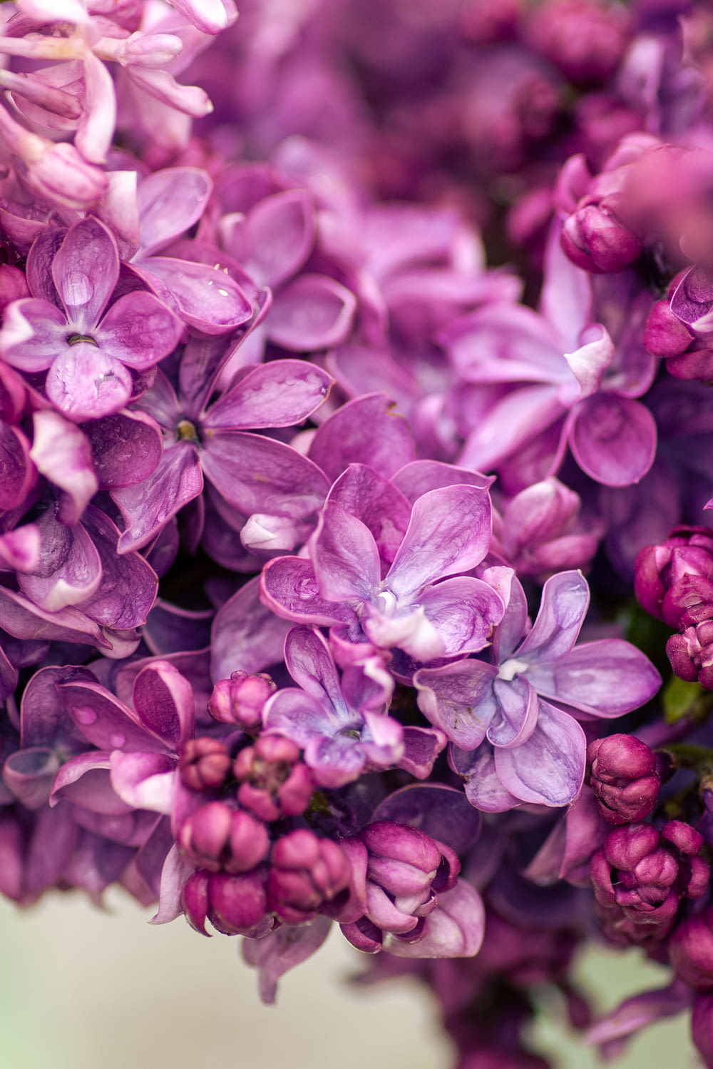 purple flowers in macro lens
