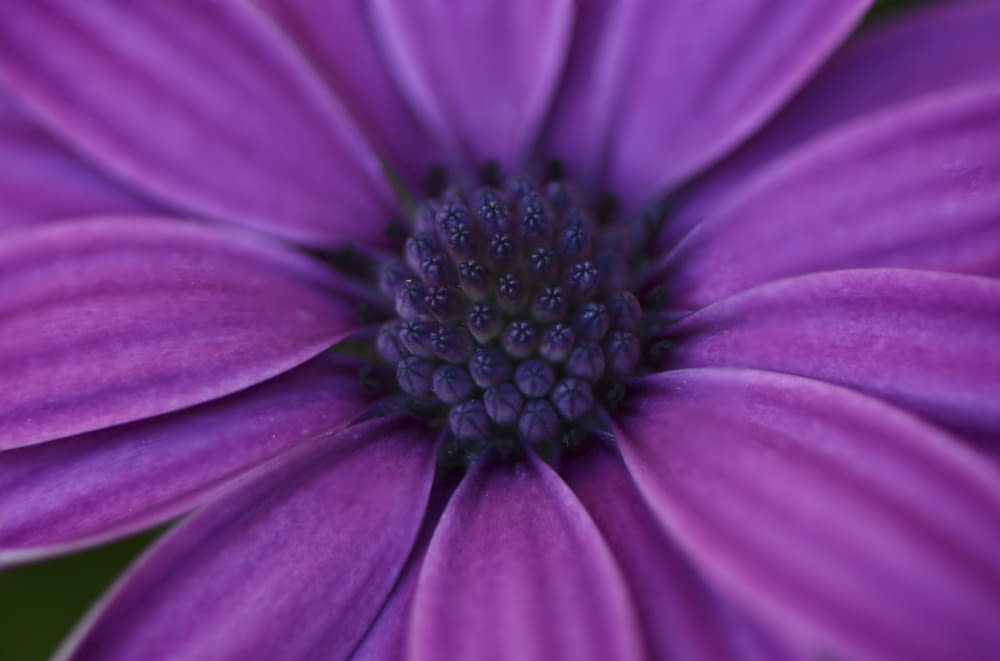 purple flower in close up photography