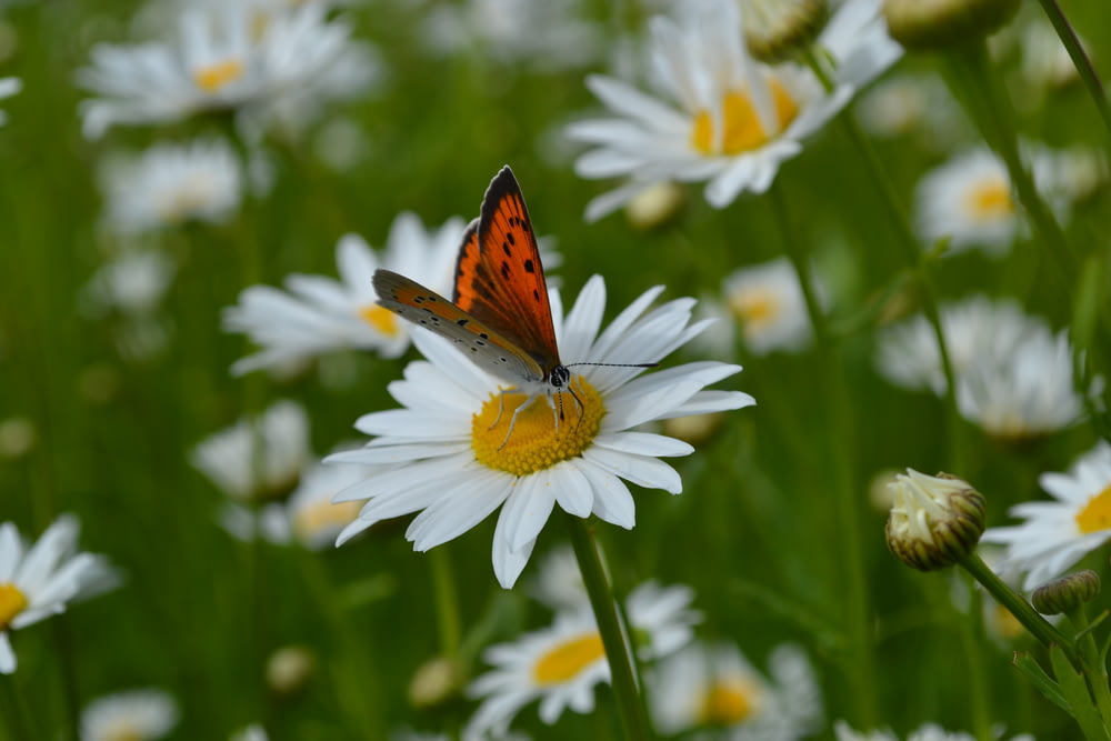 brown and black butterfly on white daisy flower