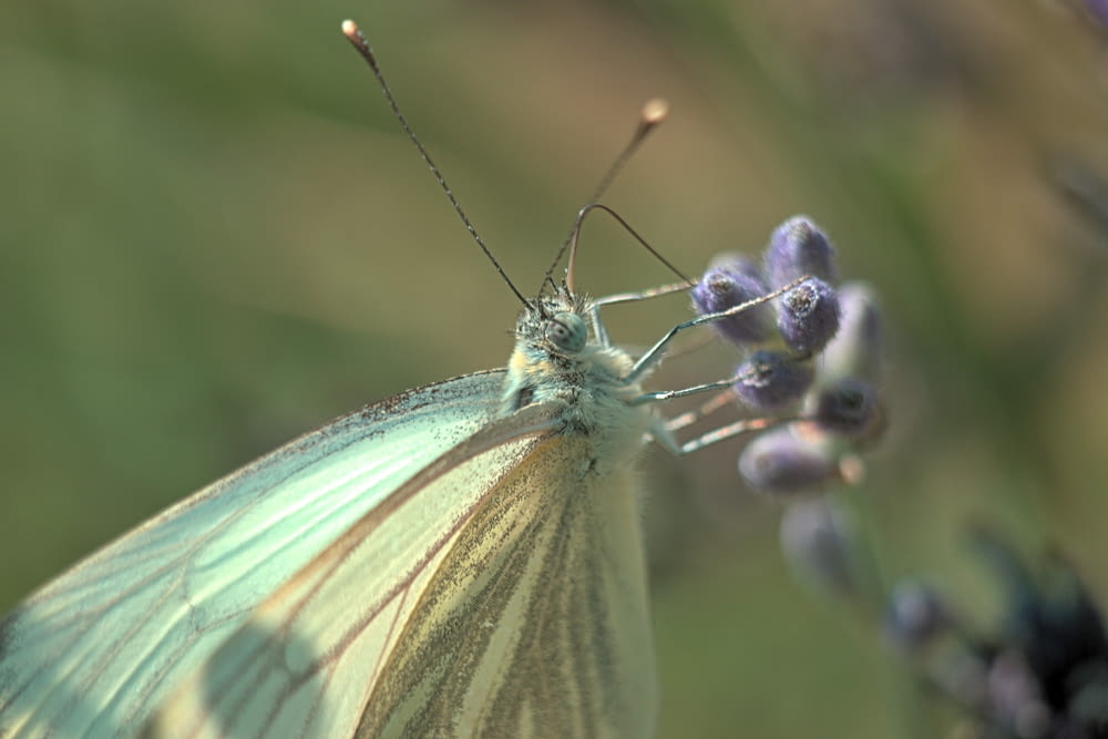 green butterfly perched on purple flower buds in close up photography during daytime