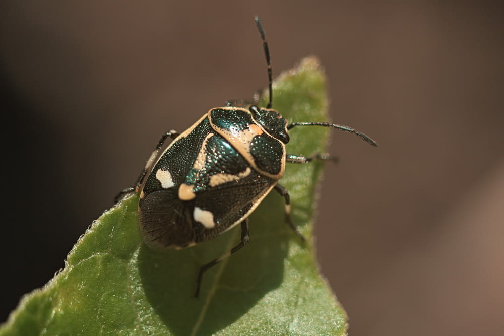 black and yellow beetle on green leaf in close up photography during daytime