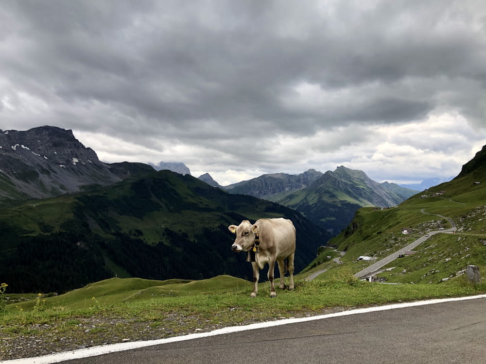 Vache blanche sur une route asphaltée grise pendant la journée