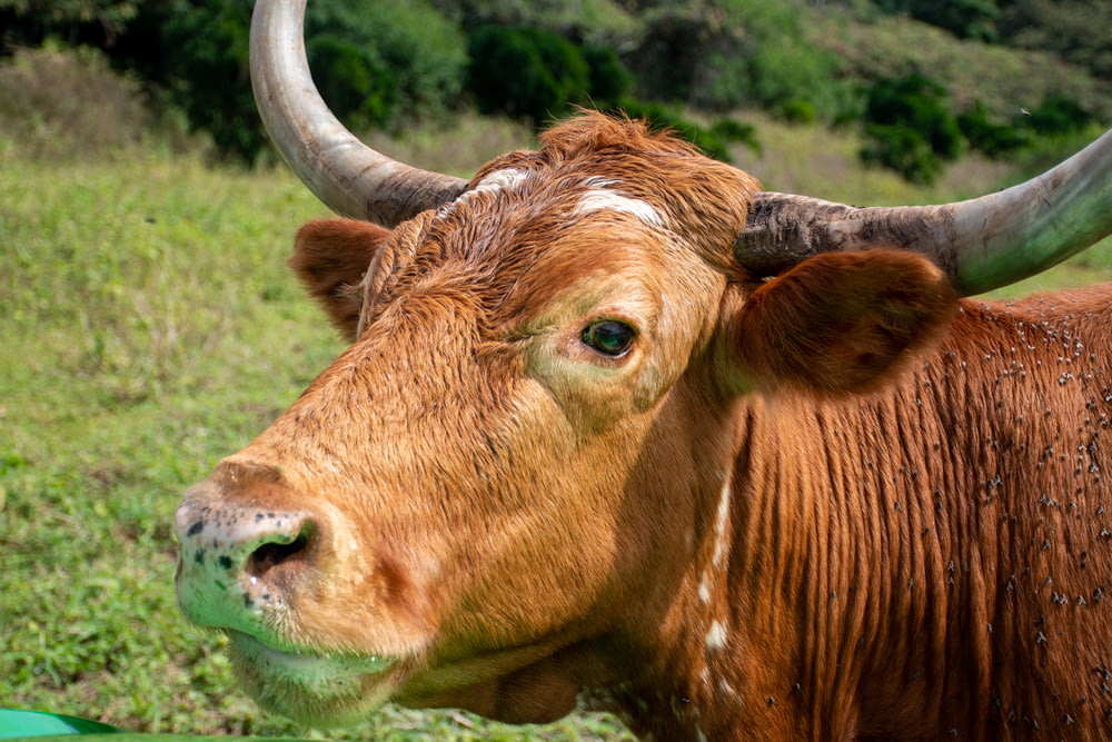 a close up of a brown cow with large horns