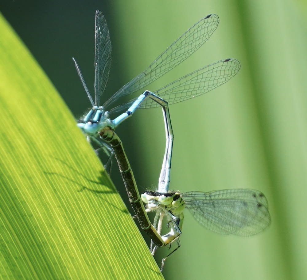 green damselfly perched on green leaf in close up photography during daytime