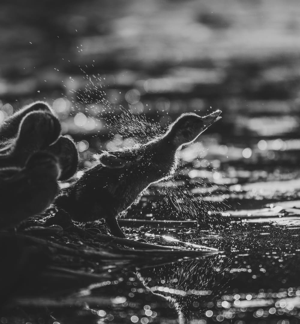 grayscale photo of a duck on water